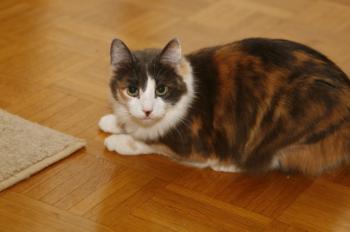 Bild von Trikinina