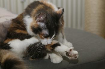 Bild von Trikinina