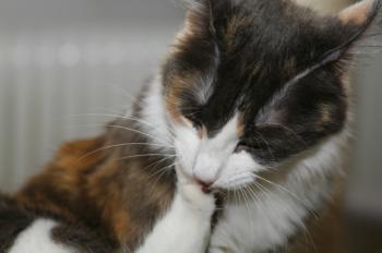 Bild von Trikinina