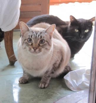 Chopi Bild von Chopi