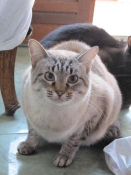 Chopi Bild von Chopi