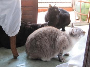 Chopi Bild von Chopi