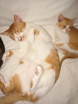 Gustavo Bild von Gustavo