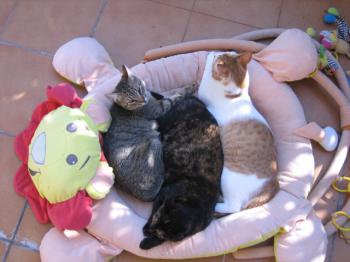 Gustavo Bild von Gustavo