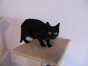 Bild von Bagheera