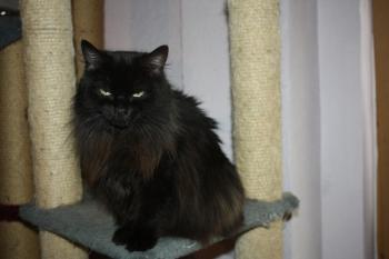 Alice Bild von Alice