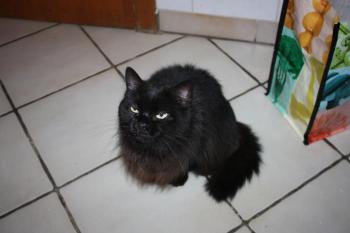 Alice Bild von Alice