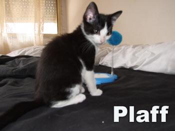 Bild von Plaff