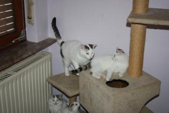 Flocke Bild von Flocke