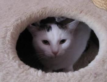 Flocke Bild von Flocke