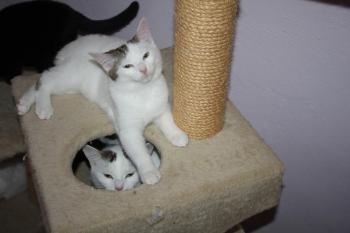 Flocke Bild von Flocke