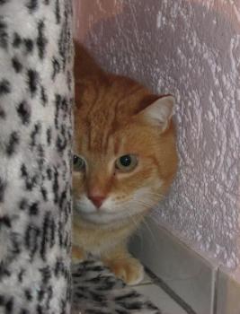 Bild von Tiger