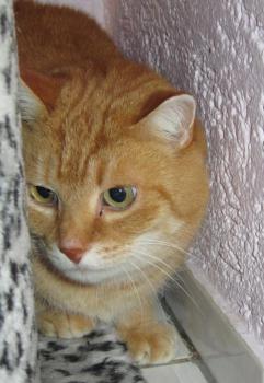 Bild von Tiger