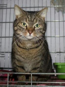 Rasty Bild von Rasty