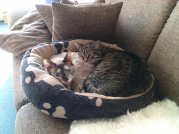 Mitze Bild von Mitze