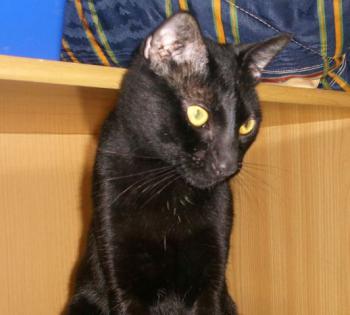 Rodolfo Bild von Rodolfo