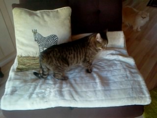 Rasty Bild von Rasty