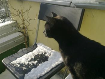 Kiku Bild von Kiku