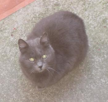 Chiara Bild von Chiara