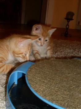 Henry Bild von Henry