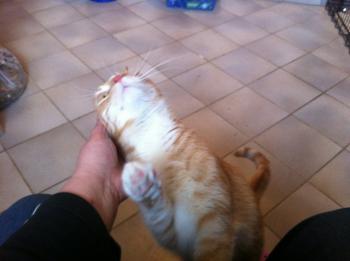 Henry Bild von Henry