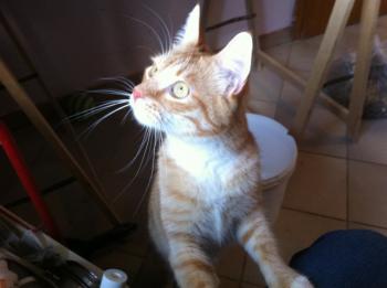 Henry Bild von Henry