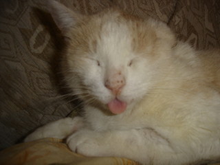 Averil Bild von Averil