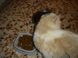 Averil Bild von Averil