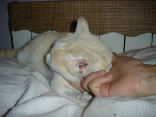 Averil Bild von Averil