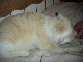 Averil Bild von Averil