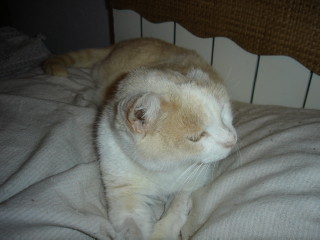 Averil Bild von Averil