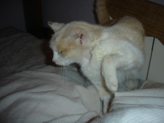 Averil Bild von Averil