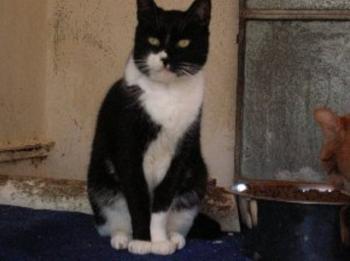 1838 Bild von 1838 Pietro