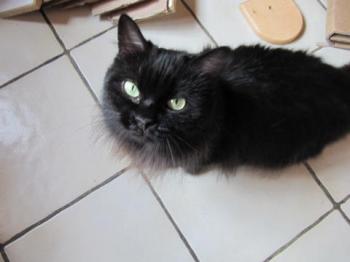 Alice Bild von Alice