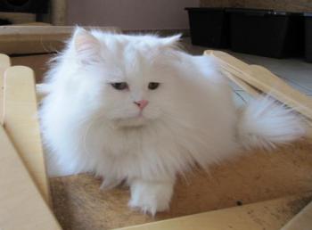 Totoo Bild von Totoo