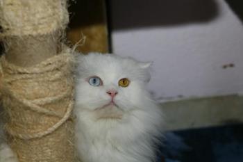 Totoo Bild von Totoo