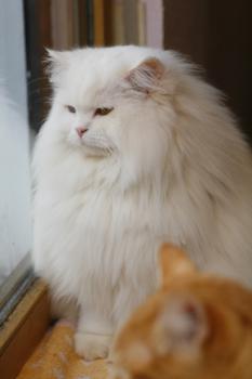 Totoo Bild von Totoo