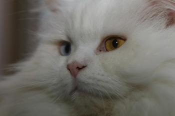 Totoo Bild von Totoo