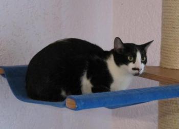 Isona Bild von Isona