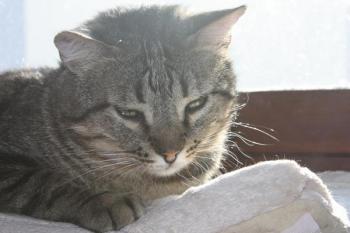 Felix Bild von Felix