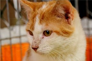 Donner Bild von Donner