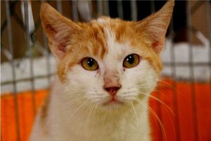 Donner Bild von Donner