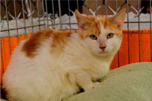 Donner Bild von Donner