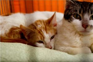 Donner Bild von Donner