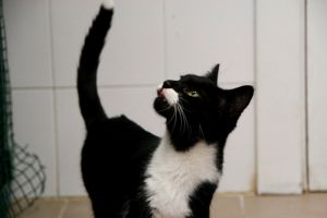 Jacobo Bild von Jacobo