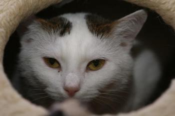 Flocke Bild von Flocke