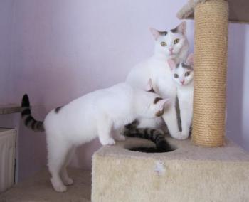 Flocke Bild von Flocke