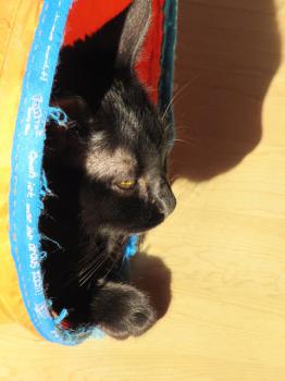 Bild von Bagheera