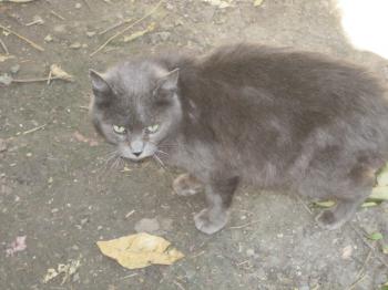 Chiara Bild von Chiara