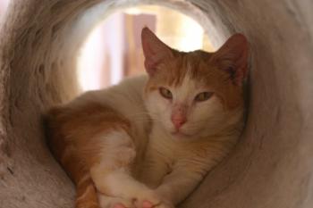 Donner Bild von Donner